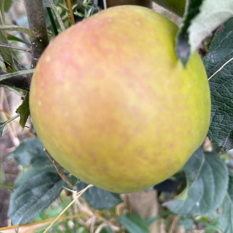 Claygate Pearmain - high quality fruit sweet and aromatic.