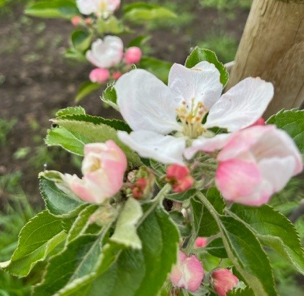 Claygate Pearmain - high quality fruit sweet and aromatic.