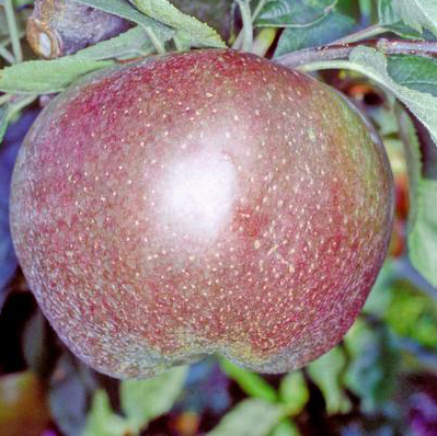 Coeur de Boeuf - a famous French cooking apple.