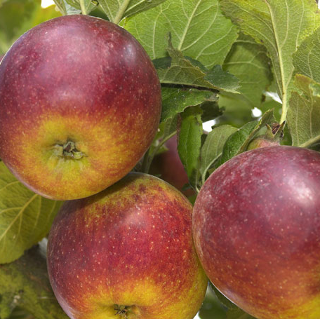 Colapuy - disease resistant, also great for cider.