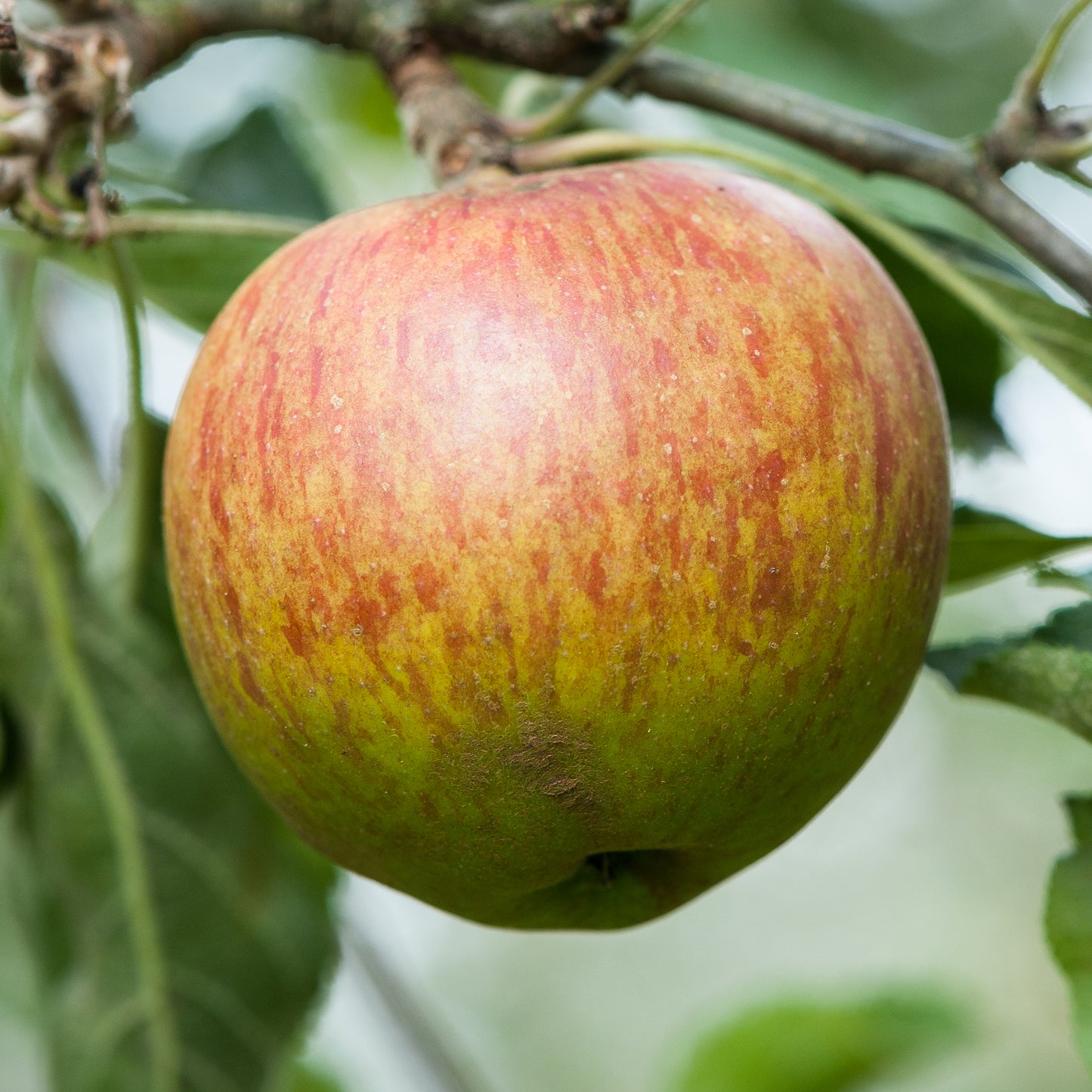 Colloget Pippin - a sparkling, light and dry cider variety.