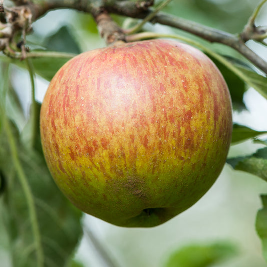Colloget Pippin - a sparkling, light and dry cider variety.
