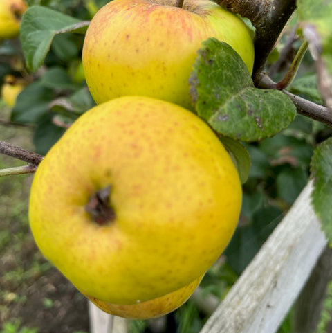 Cornish Honeypin - interesting apple with honeyed flavour