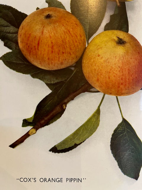 Cox's Orange Pippin - considered to be the finest tasting English apple.