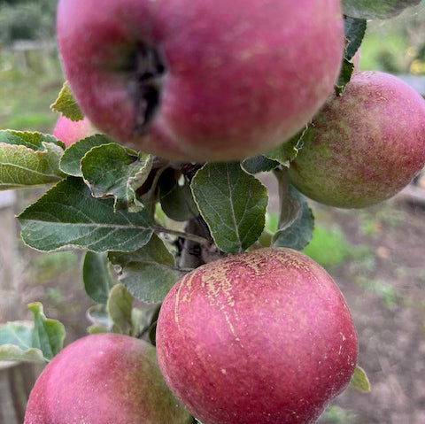 Crimson King Scions - a medium sharp vintage cider apple.
