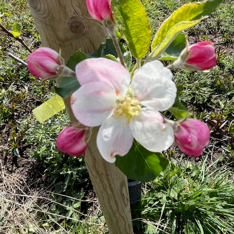 Crowngold - a redder mutation of Jonagold. From USA (thin)