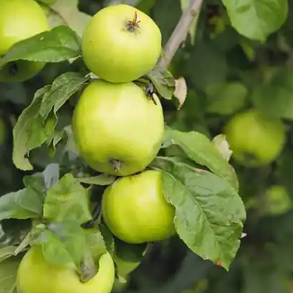 Dello - a rare cider sweet from NE France.