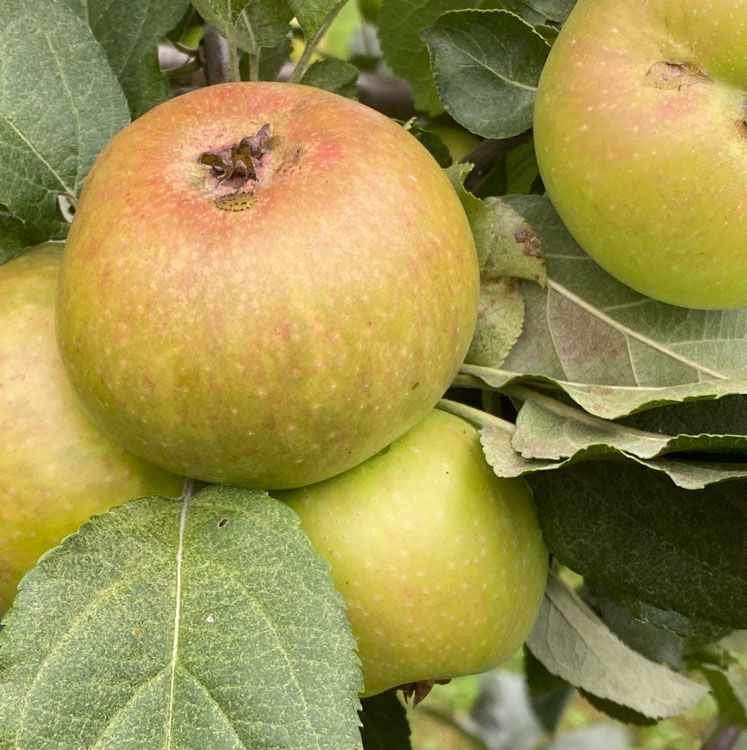 Domaines -a modern commercial French bittersweet