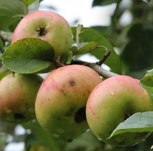 Douce Coet Ligne (thin) - a sweet variety loved by Breton cider makers