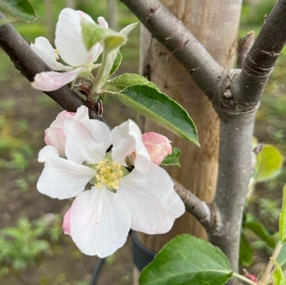 Downton Pippin - rare heritage variety with great flavour.