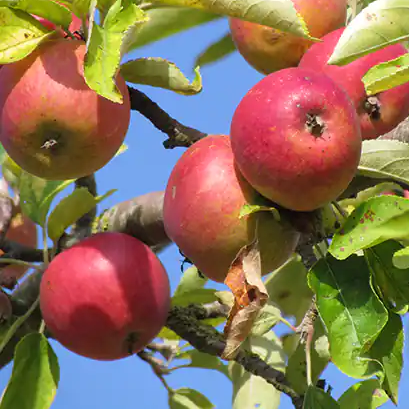 Du Verger - a small interesting bittersweet from NE France