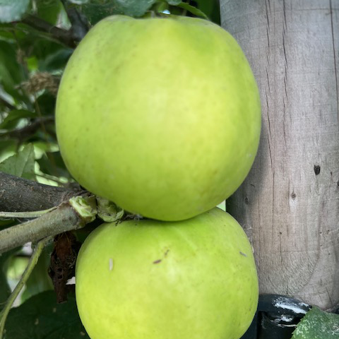 Dufflin - an acclaimed Cornish mild bittersharp.