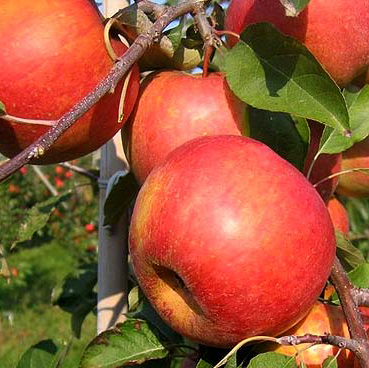 Dukat - a honeyed sweet dessert from the Czech Republic