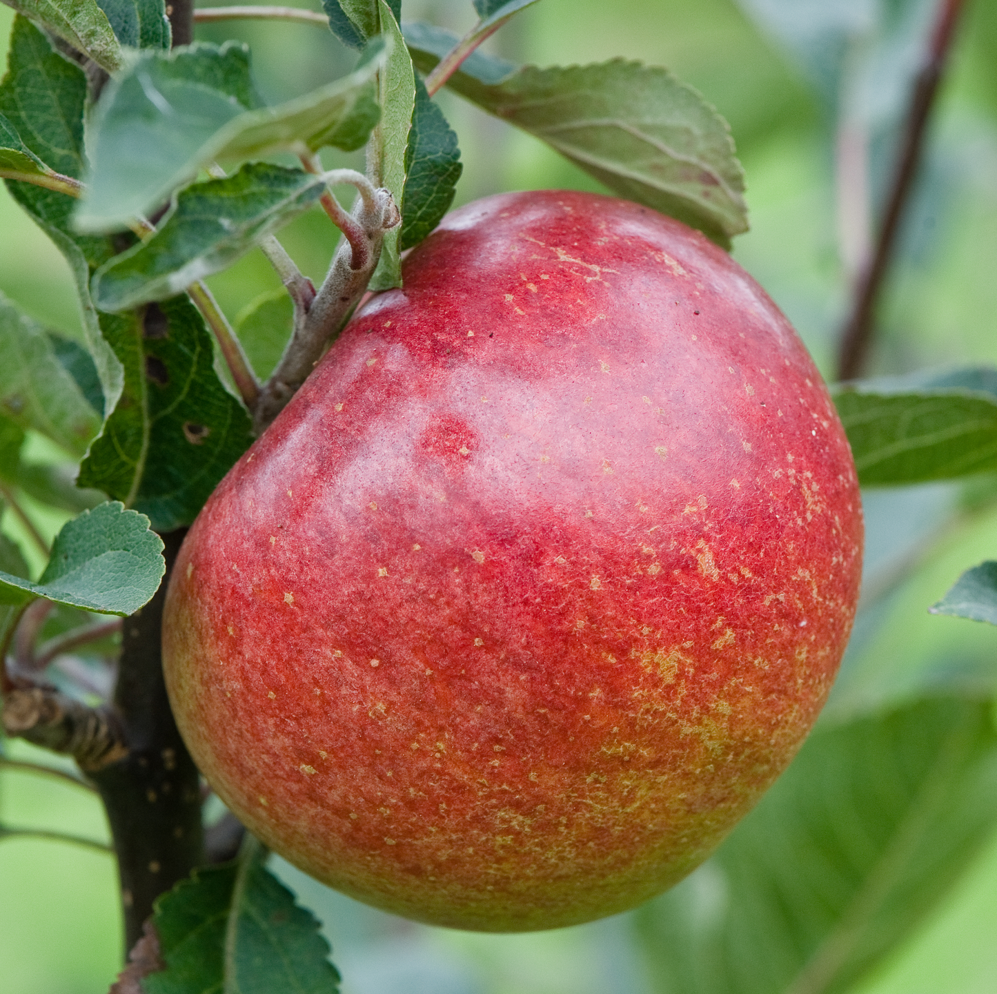 Dymock Red - a must in every cider enthusists armoury.