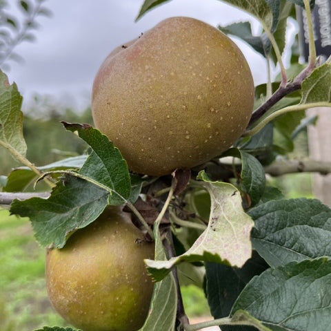 Egremont Russet - hardy with rich flavour. Ever popular.