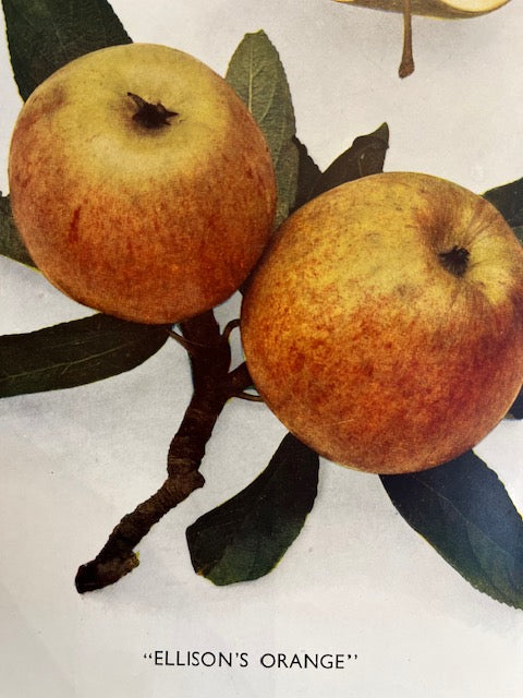 Ellison's Orange - disease resistant excellent tasting variety.