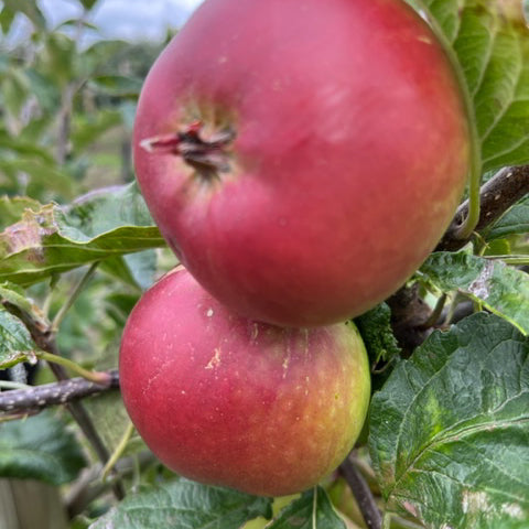 Fiesta (Red Pippin) - one of the best - a fabulous apple.