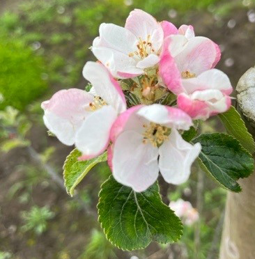 Fillbarrel - full bodied, mild bittersweet cider apple.
