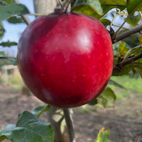 Framboise - (thin) dark maroon with pink, raspberry flavoured flesh.