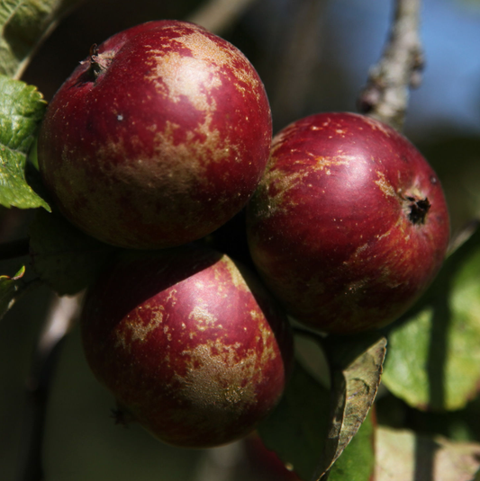 Frederick - a single variety, vintage quality cider apple.