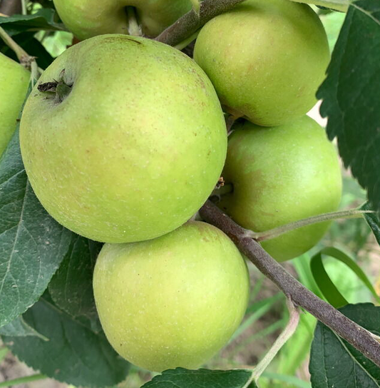 Frequin Tardive de la Sarthe - a famous Normandy Cider apple.