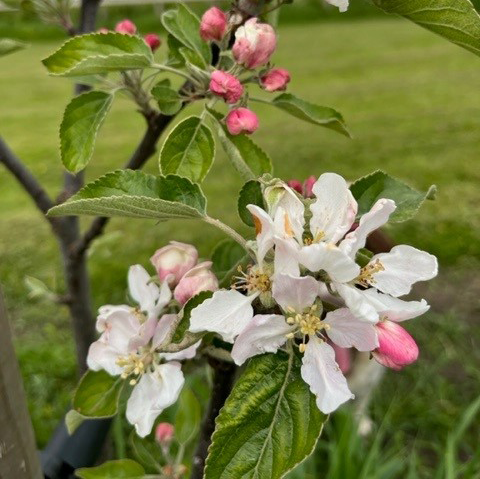 Gala - a hugely popular commercial variety in the USA.