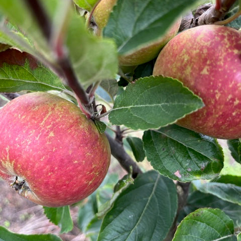 Galaxy - sweet, creamy, honeyed and juicy.