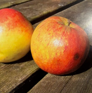 Gilly - a modern mild bittersweet from Long Ashton