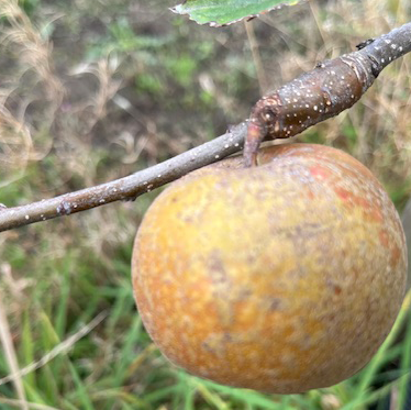 Gipsy King - (thin) an excellent yet rare variety with great flavour.