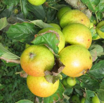 Golden Ball - an old medium sharp cider from Dorset