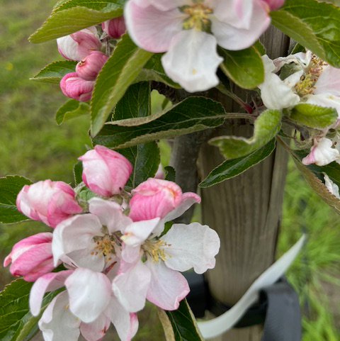 Golden Nugget - a fabulous sweet fruit with organic potential.