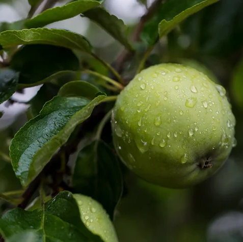 Guillevic - often regarded as the best Brittany cider variety.