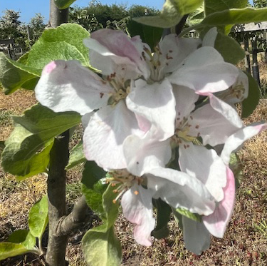 Harling Hero - bright red fruit with meltingly sweet flesh.