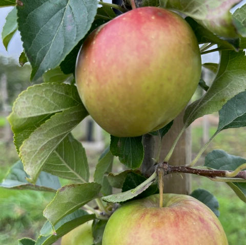 Honeygold Scions - a hardly, high quality USA variety (thin)