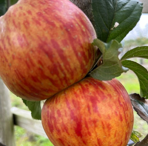 Lady Sudley - a commercially grown Victorian apple.