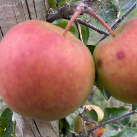 Crowngold - a redder mutation of Jonagold. From USA (thin)