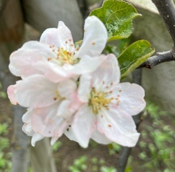 Idared - a fabulous apple with a great mild/sweet flavour.