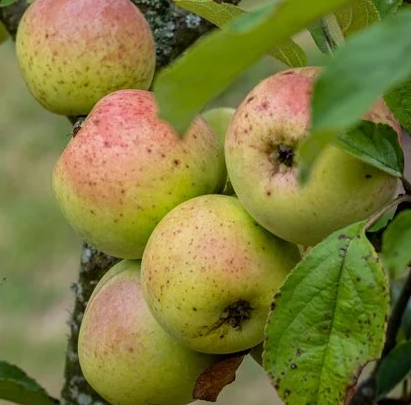 Johnny Andrews - small, sweet cider apple from Devon.