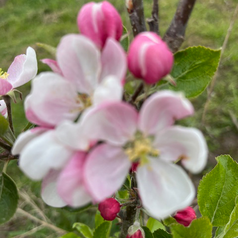 Jafra - sweet and juicy with excellent flavour.