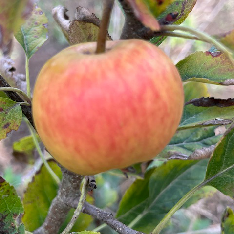 Jafra - sweet and juicy with excellent flavour.