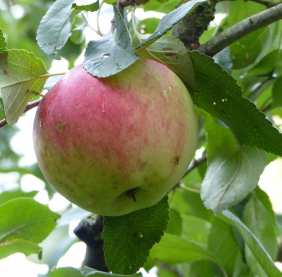 Jamba 69 - a sweet dessert variety from Germany.