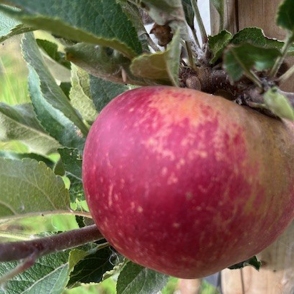 Jane Scions - a modern first-class bittersweet