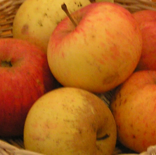 Jeanne Renard - A rich cider variety that adds substance to a blend.