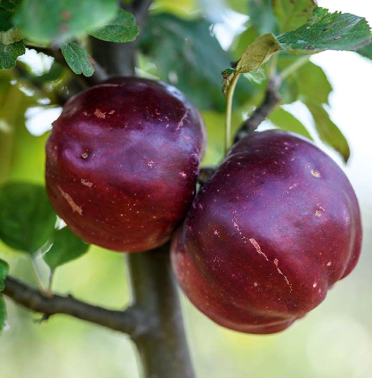 Jersey Black - a 19th Century cider apple from the USA.
