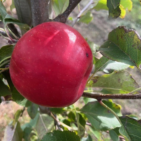 Kerry Pippin - a superb Irish variety.