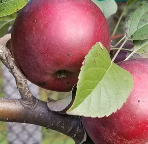 King David - an important cider variety from USA.