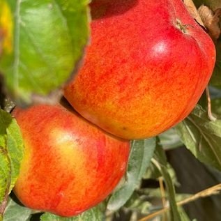 Ladies Finger (thin) - a heritage cooker sweeter than a Bramley.