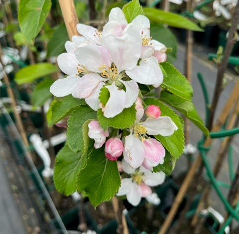 Lady Lambourne - richly flavoured and disease resistant.