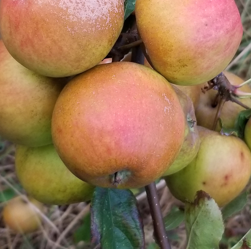 Gros Launette - a bittersweet cider variety from Brittany.
