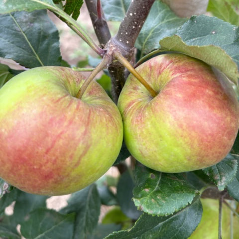 Laxton Epicure - self fertile, resistant to frosts, great flavour.